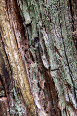 bark of a tree