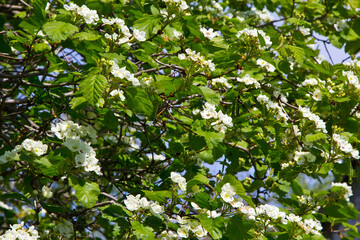 Flowers of hawthorn.
They give a lot of nectar. The flowers and fruits of hawthorn are used in medicine. Photographed in the evening.
