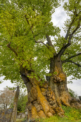 Largeleaf Linden tree with an age around 500 years, a girth of 8.8 m, located in Burgstall near...