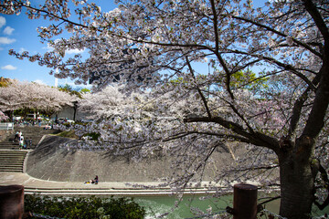 Cherry blossom ( Sakura ) in Nagoya park