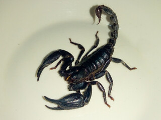 Black scorpion on white at night
