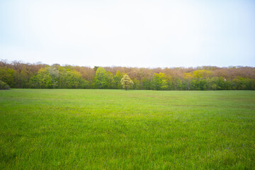 Obraz premium Solitary springtime tree in bright green with a forest, standing on a pasture land, in the Tauber Valley, South Germany