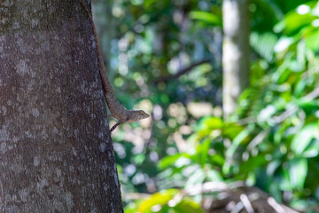 Lizard climbing on tree. Gila thai on nature background.
