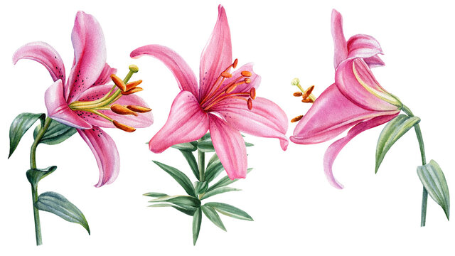 Set pink flowers, watercolor lilies on white background, botanical illustration