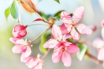 Close-up image of the beautiful pink spring blossom of apple tree