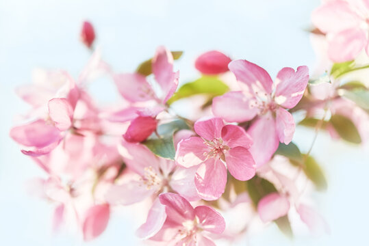 Close-up image of the beautiful pink spring blossom of apple tree