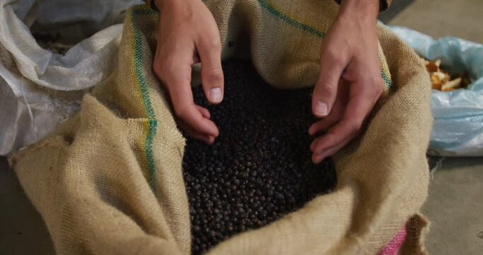Hands of caucasian man working at gin distillery inspecting juniper berries in sack