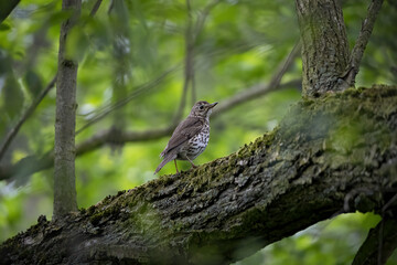 song thrush in the wild