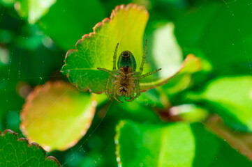 pająk czai się pod liściem - obrazy, fototapety, plakaty