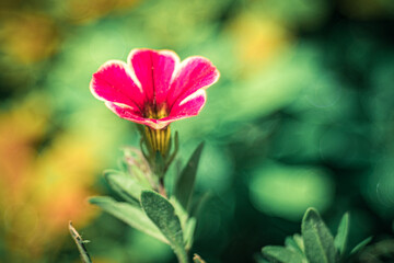 kolorowe kwiatki na rozmytym delikatnym tle w naturalnym środowisku w kolorowym ogrodzie - obrazy, fototapety, plakaty