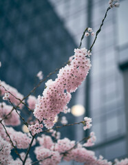 Close up of cherry blossoms in downtown of the city with tall glass and steel skyscrapers. Concept of spring time in business quarter. Sakura blossom with soft focused modern buildings.
