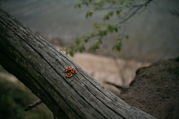 Top view of pretzel in the forest. Close up isolation of salty snack with soft focus nature background.