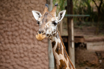 Gorgeous giraffe with her cub.
The giraffe is an African artiodactyl mammal, the tallest living land animal and the largest ruminant. It is traditionally considered one species, Giraffa camelopardalis