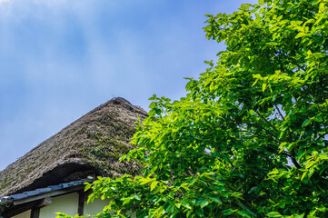 Fototapeta na wymiar 藁ぶきの屋根と柿の葉と空