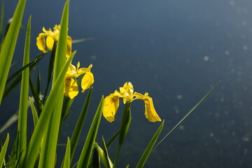 Yellow iris (Iris pseudacorus) on Lake Lugano 