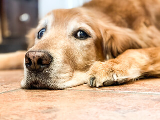 golden retriever dog looking at camera