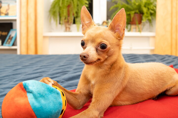 Portrait of cute small dog with his toy. Little Russian Toy Terrier sits for photo soot. Adorable red haired puppy lying on the bed and holds his ball.
