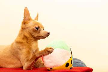 Portrait of little dog toy terrier lying with his ball and looking in the distance. Self confident little pet at home.