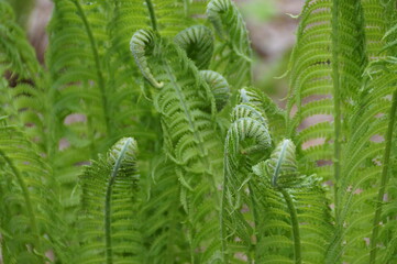 fern sprout