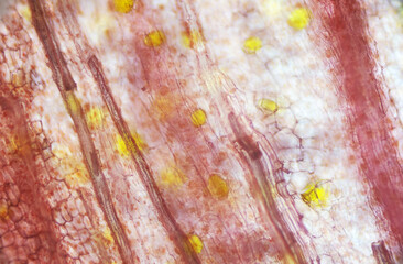 Pickled ginger root under the light microscope, magnification 100 times, microscope objective 10