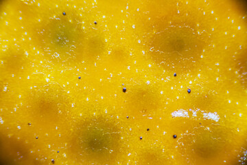 Mandarin peel with black dots under the light microscope, detailed peel close up, magnification 40...