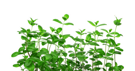 Fresh leaf mint green herbs ingredient for mojito drink, isolated on white background.