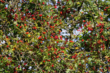red berries on a tree with clear blue sky in the background
