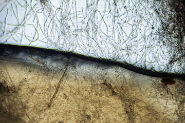Kombucha tea macro close up under the light microscope, magnification of 100 times, microscope...