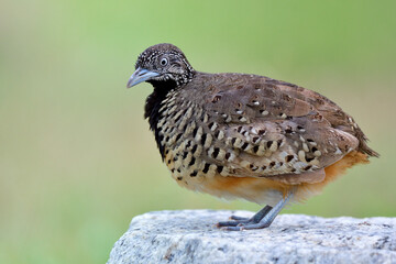 Exotic brown camouflage with black chest bird neatly standing on rock over bright green background in nature, Barred buttonquail