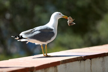 white seagulls birds near the sea