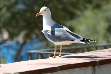 white seagulls birds near the sea