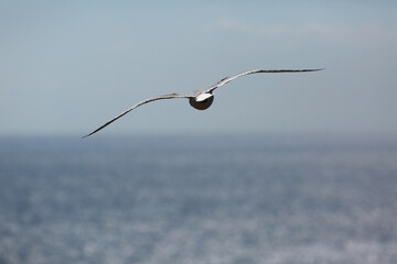 white seagulls birds near the sea