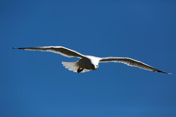 white seagulls birds near the sea