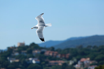 white seagulls birds near the sea