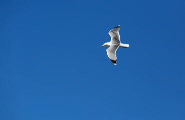white seagulls birds near the sea