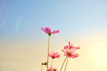 Sweet color cosmos blooming on natural background. Vintage photo editing