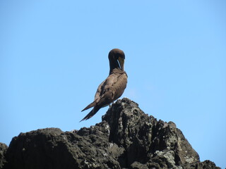 Seabird