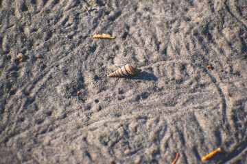 A small hermit crab crawls across the textured sand of a Florida coastal nature park, with shell tracks visible from previous hermit crabs. 