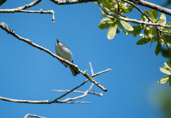 A Little Grey Gnatcatcher chirps back and forth with nearby birds.