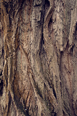 Texture of bold and harsh tree trank bark. Wooden natural background.