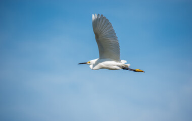 Fototapeta na wymiar A photo of a Snowy Egret flying by at a florida nature and wildlife preserve, in Tampa.