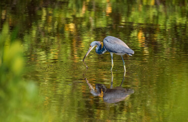 A Tri-Colored Heron stalks prey in the shallow waters in a Tampa Bay, Florida nature preserve. 