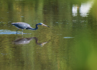 A Tri-Colored Heron stalks prey in the shallow waters in a Tampa Bay, Florida nature preserve. 