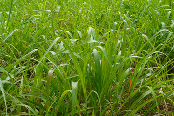 Green Meadow In The Morning Sunshine