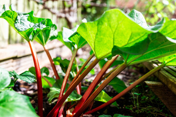 Rhubarb growing in the garden during spring