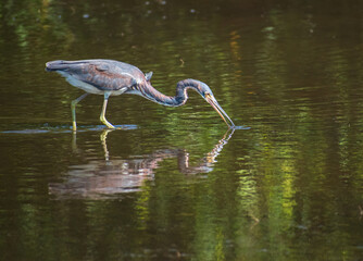 Obraz premium A Tri-Colored Heron stalks prey in the shallow waters in a Tampa Bay, Florida nature preserve. 