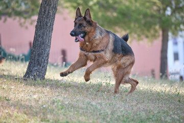 German shepherd running between the trees