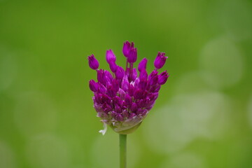 Alliumblüte