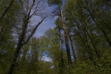 Obraz premium beautiful nature