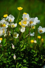 Anemone sylvestris (snowdrop anemone) - White flowers in the botanical garden